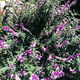 Illustration for article titled Pictures of Flowers (for Mothers Day)